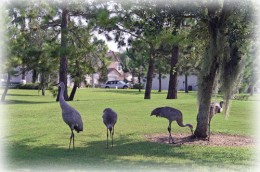 Sand cranes at Southern Dunes