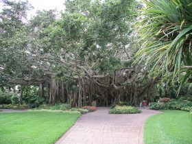Banyan Tree In Cypress Gardens