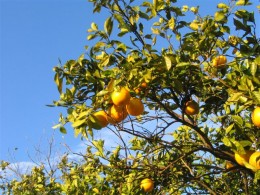 Fresh oranges for breakfast