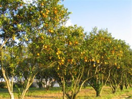 orange groves