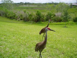 Our resident wildlife